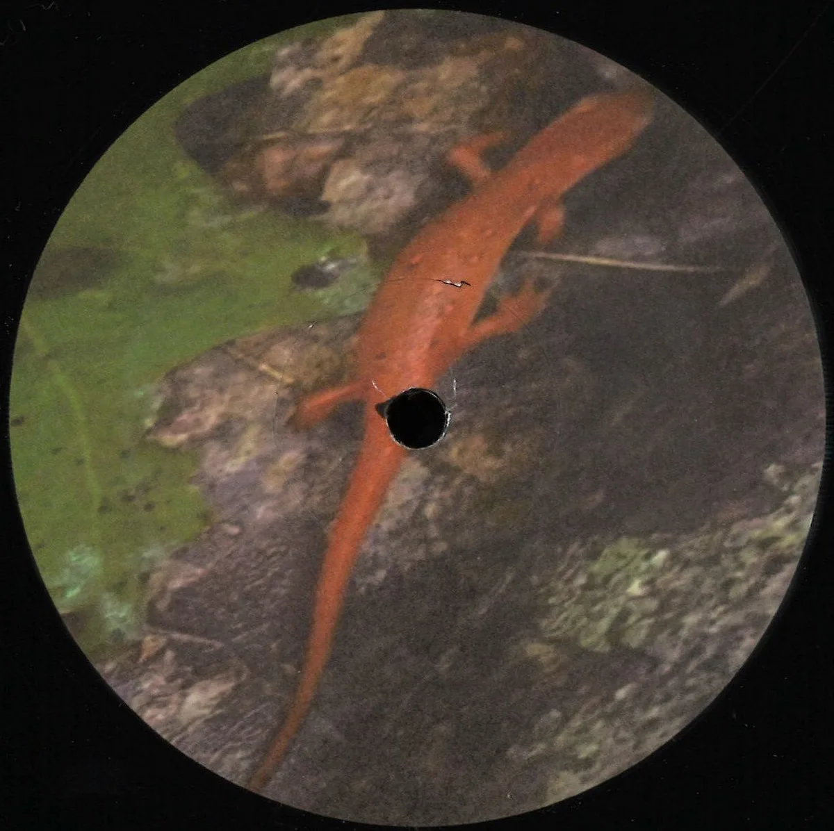 Kalim Shabazz — Pressure Cooked EP