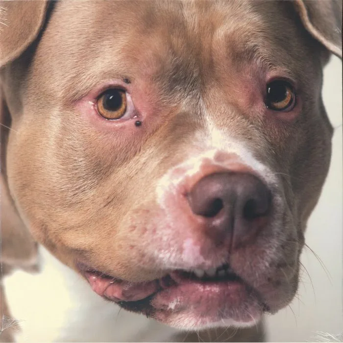 YOPE / AVVNT MM — Music For Dogs
