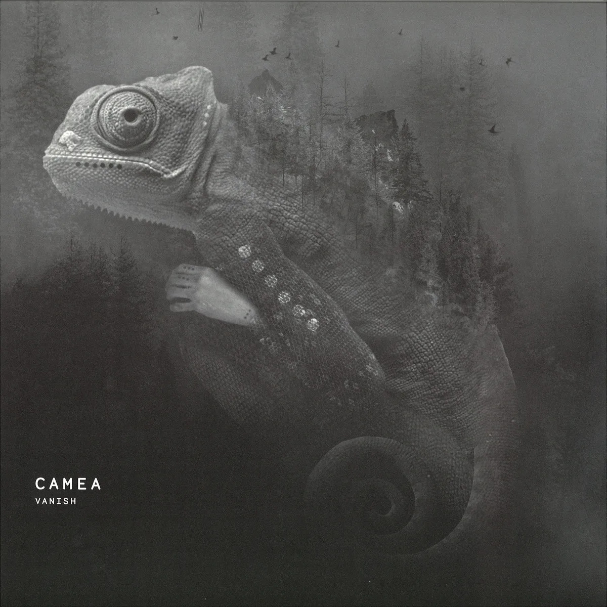 Camea — Vanish