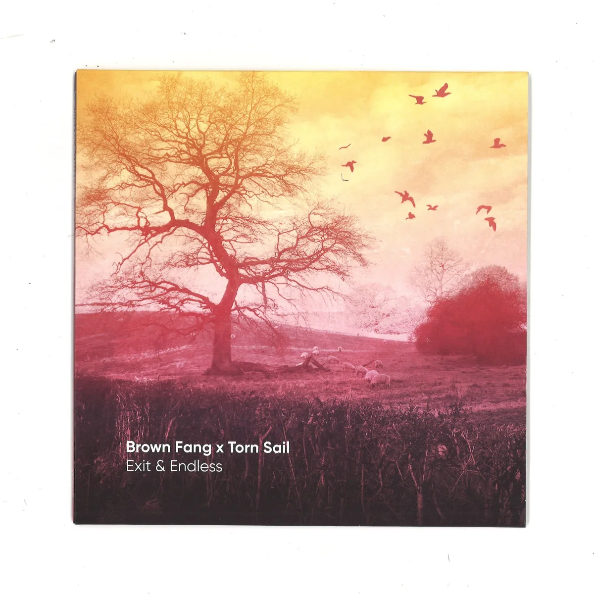 Brown Fang X Torn Sail — Exit & Endless
