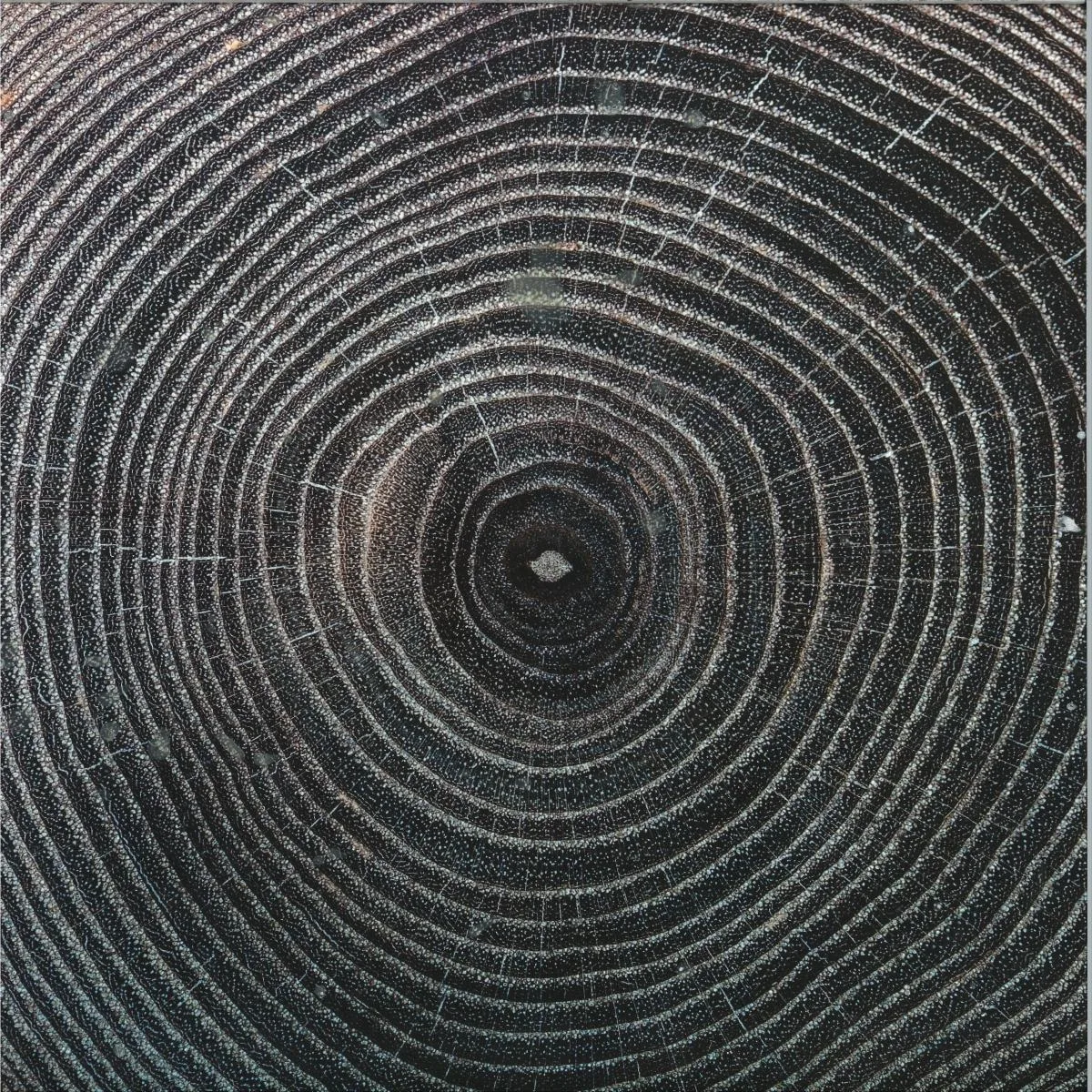 Back cover — Roi Azulay — The Satori EP