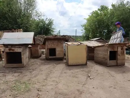 В Костанае откроют реабилитационный центр для собак