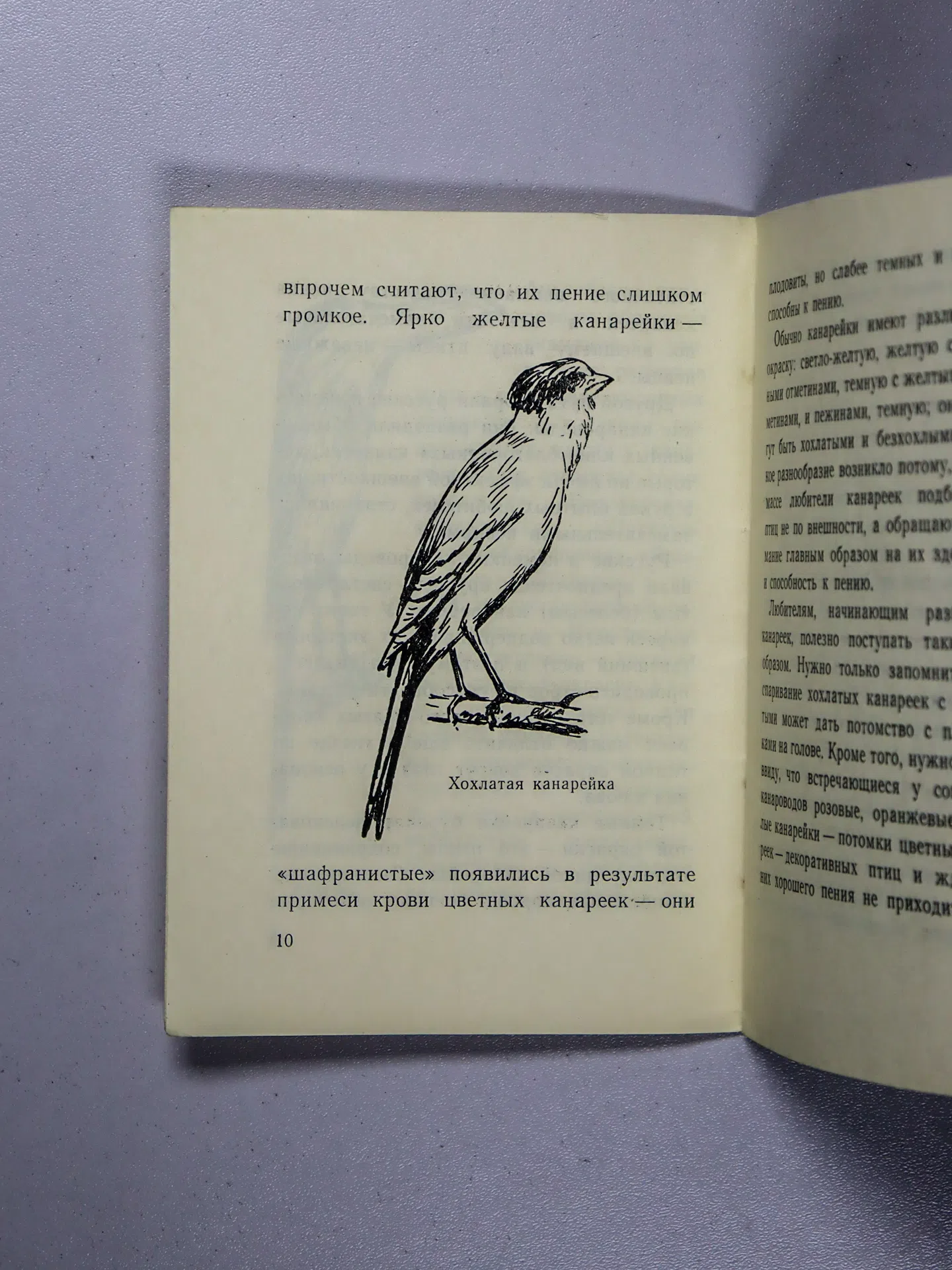 Ржевский Б. М., Смирнов В. И. Канарейка