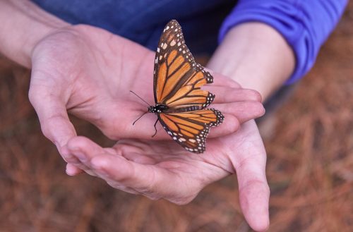 Данаида монарх, monarch butterfly, mariposa monarca