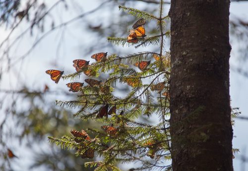 Данаида монарх, monarch butterfly, mariposa monarca